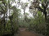 Galapagos 5-2-05 Santa Cruz Highlands Scalesia Forest